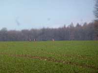 2014.03.02 - Bezirksmeisterschaften im Crosslauf-030